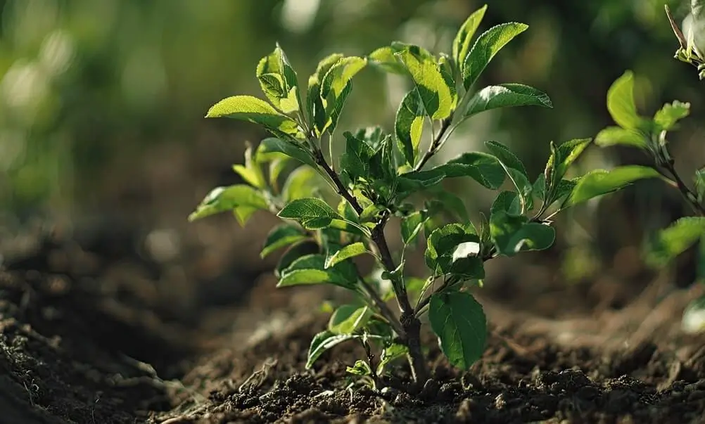 Can Fruit Trees Grow in Sand