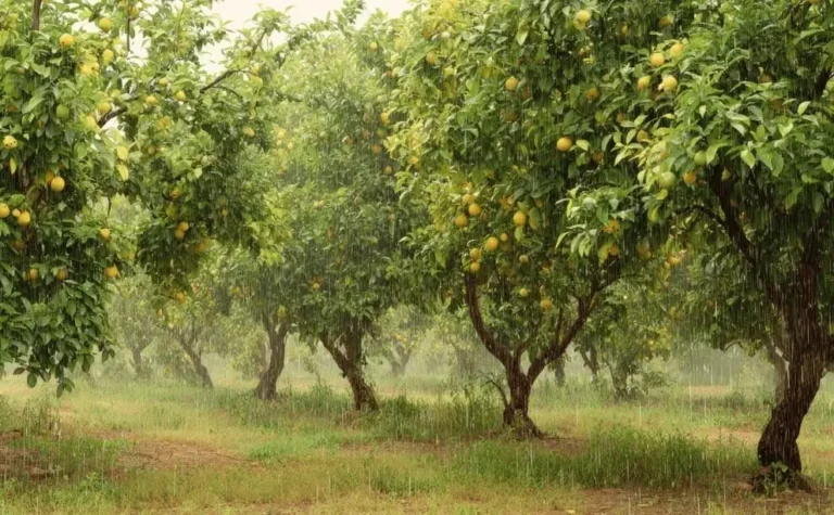 Coastal climate stress on fruit trees