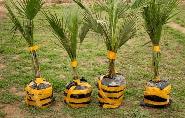 Coconut Coir for Fruit Trees