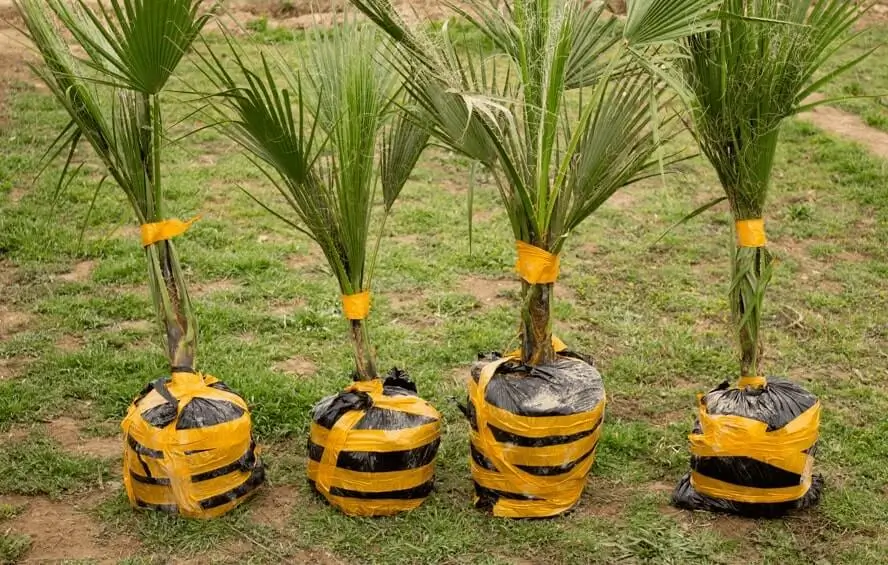 Coconut Coir for Fruit Trees