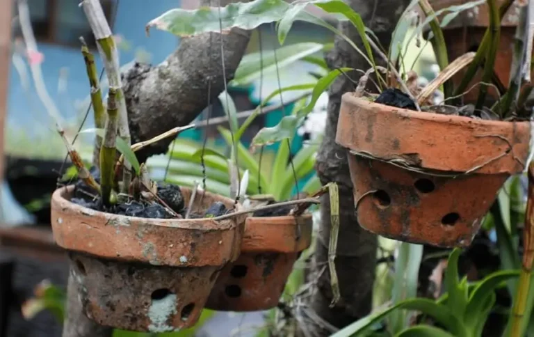 Cold Damage on Fruit Trees in Pots