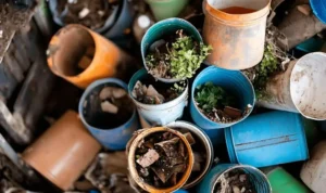 Compost causing problems in pots