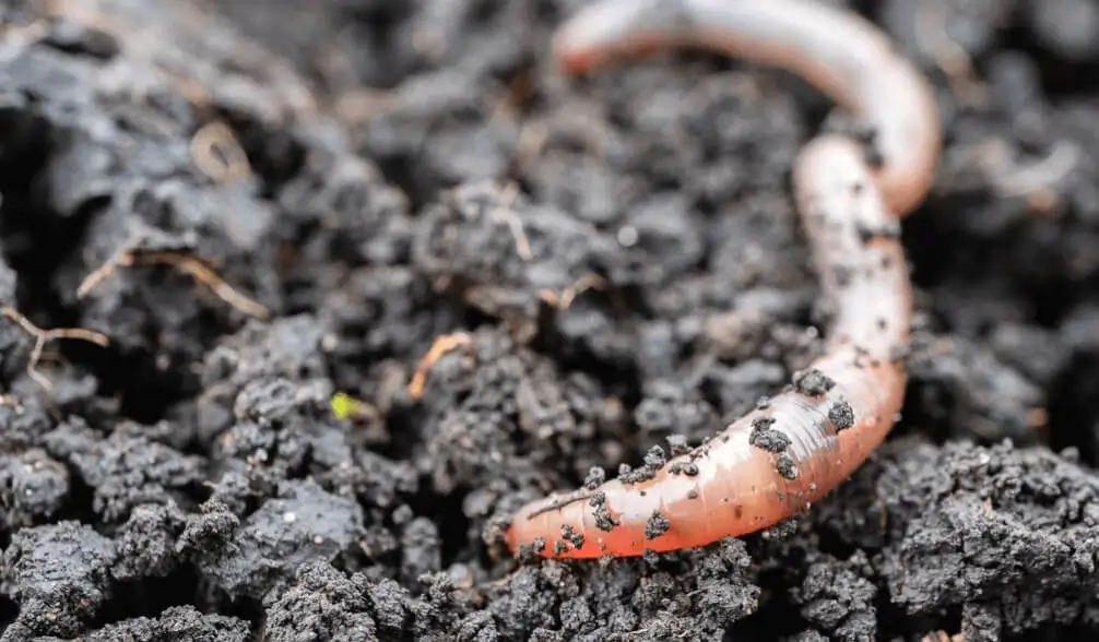Compost for Container Fruit Gardening