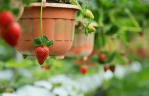 Container Fruit Gardening Monthly Tasks