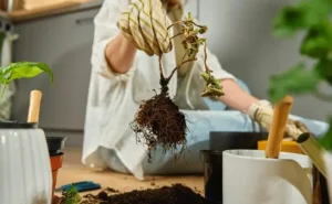 Container Fruit Gardening Planning Guide