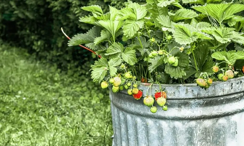 Container Fruit Gardening Pros and Cons