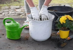 Container Fruit Gardening Timeline