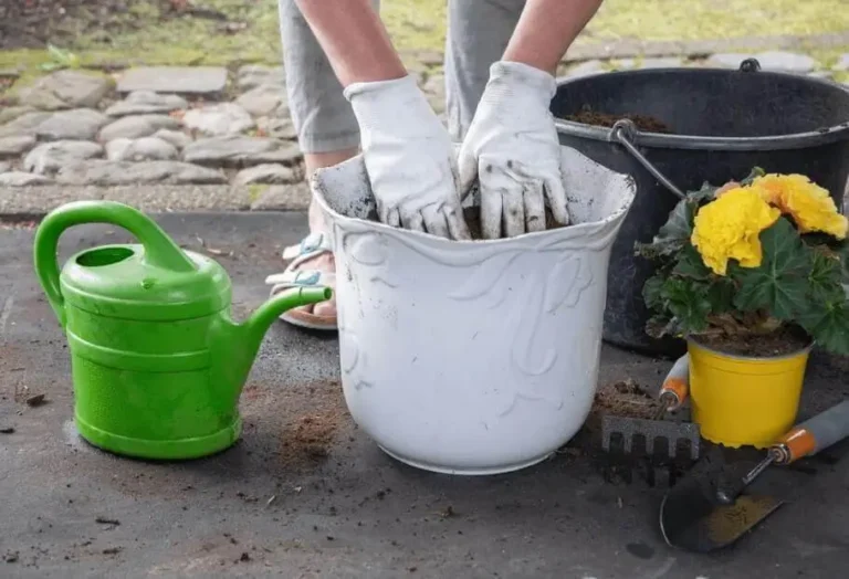 Container Fruit Gardening Timeline