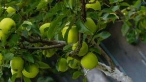 Container Fruit Gardening Without Sunlight
