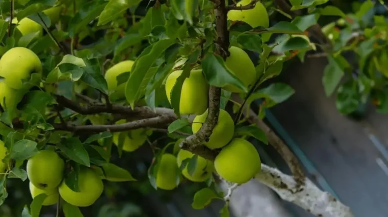 Container Fruit Gardening Without Sunlight