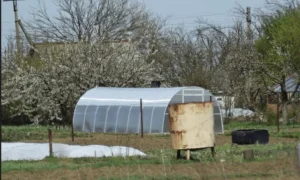 Container Fruit Gardening in Coastal Areas