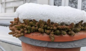 Container Fruit Gardening in Cold Regions