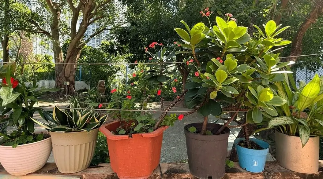 Container Fruit Gardening in Hot Climates