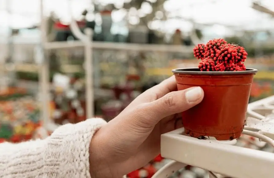 DIY Container Ideas for Fruit Trees