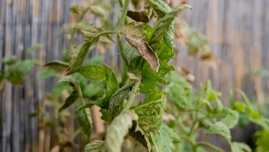 Diseases Caused by Poor Airflow