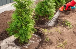 Emergency Watering Tips