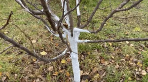 Frost damage in container fruit trees