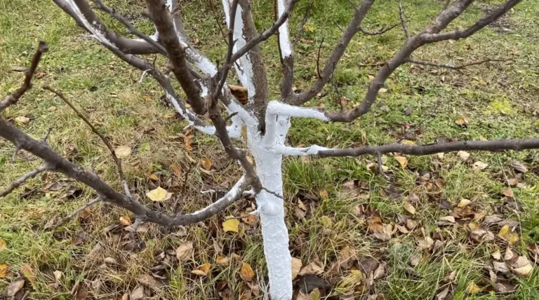 Frost damage in container fruit trees