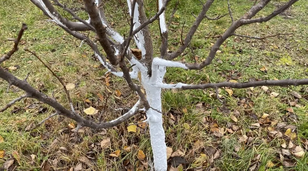 Frost damage in container fruit trees
