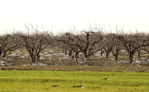 Fruit Trees Affected by Cold Water