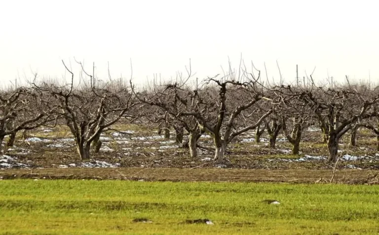 Fruit Trees Affected by Cold Water