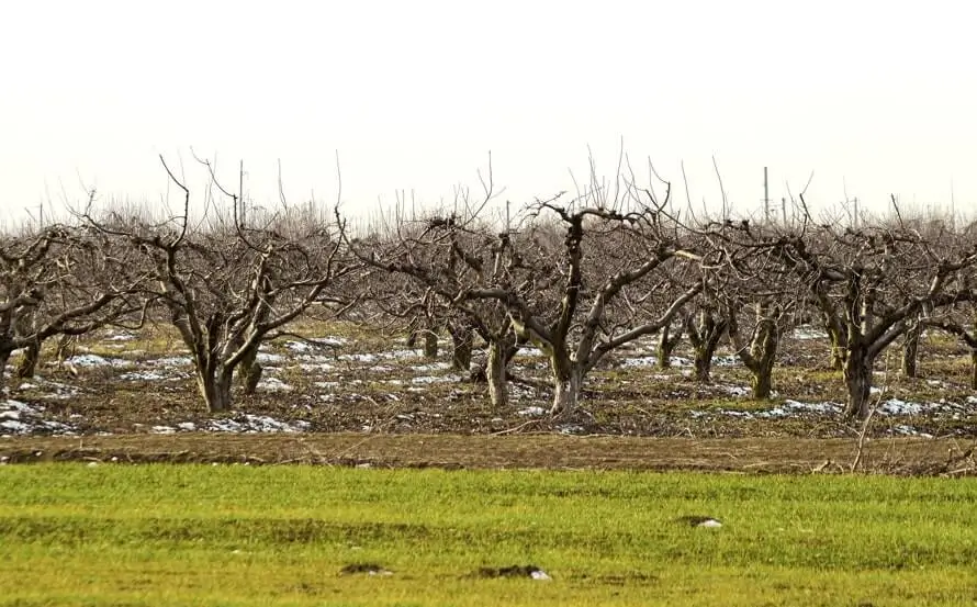 Fruit Trees Affected by Cold Water