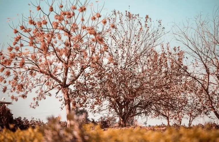 Fruit Trees Drying Out Due to Wind