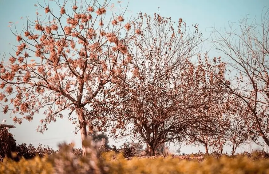 Fruit Trees Drying Out Due to Wind