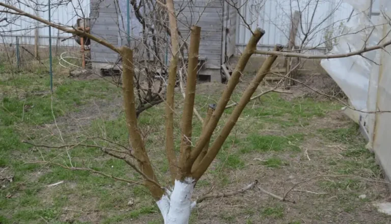 Fruit Trees Drying Out Too Fast