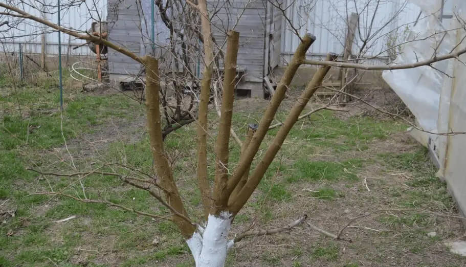 Fruit Trees Drying Out Too Fast