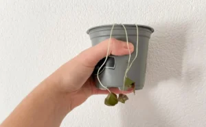Fruit Trees Dying After Repotting