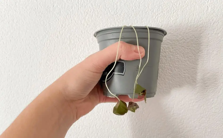 Fruit Trees Dying After Repotting