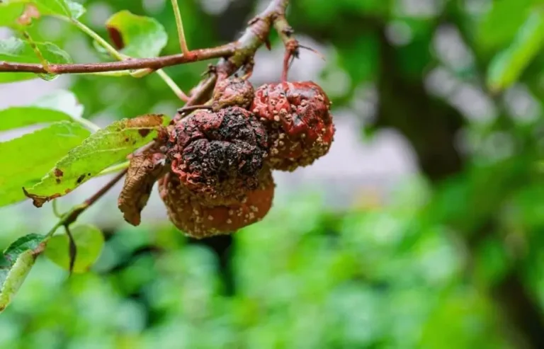 Fruit Trees Dying From Poor Drainage