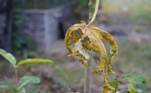 Fruit Trees Dying Slowly in Pots