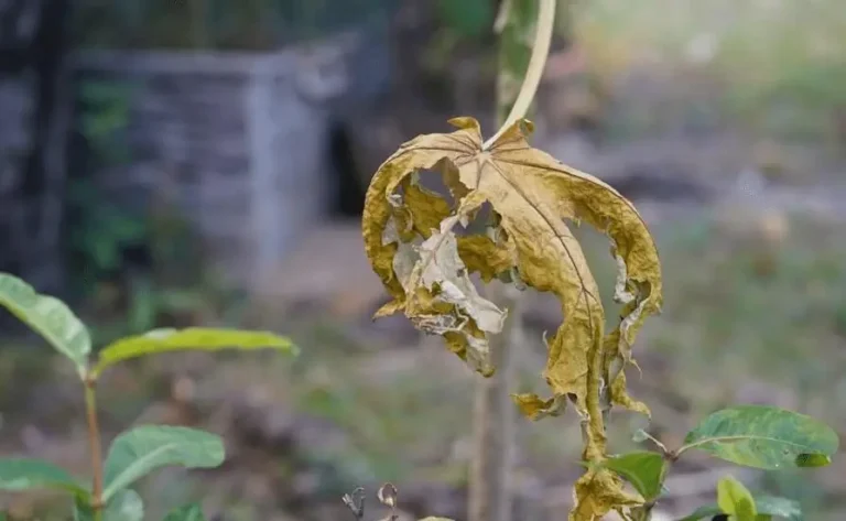 Fruit Trees Dying Slowly in Pots