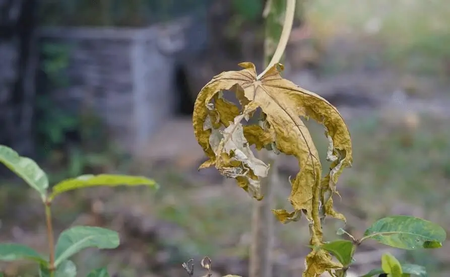 Fruit Trees Dying Slowly in Pots