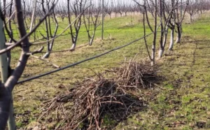 Fruit Trees Failing After Transplanting