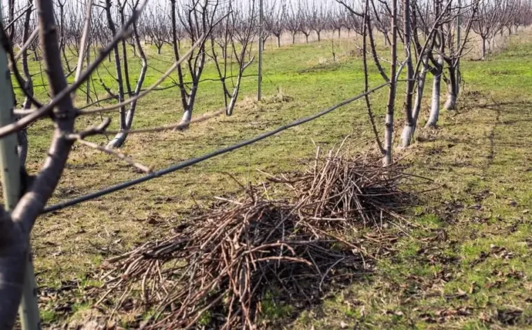 Fruit Trees Failing After Transplanting