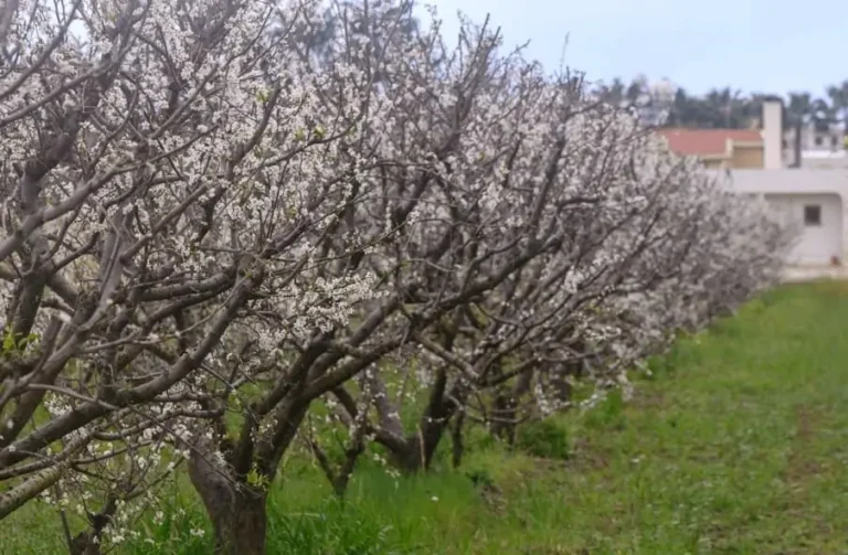 Fruit Trees Flowering but No Fruit