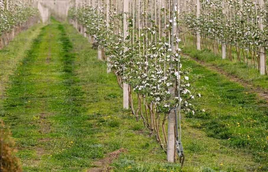Fruit Trees Growing Leggy (Stretched)