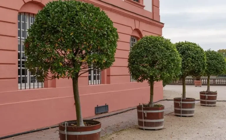 Fruit Trees Growing Too Tall in Pots