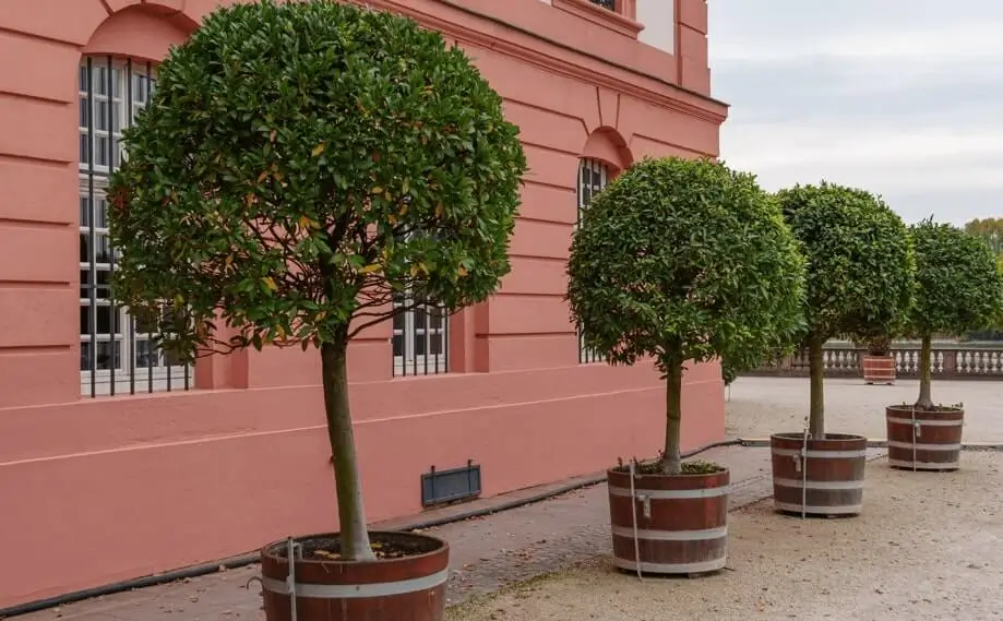 Fruit Trees Growing Too Tall in Pots