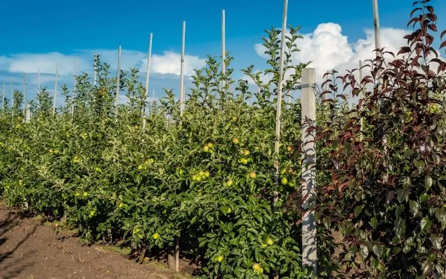 Fruit Trees Growing Unevenly