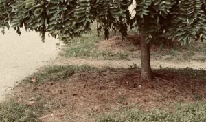 Fruit Trees Losing Leaves in Summer
