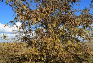 Fruit Trees Losing Leaves in Winter