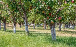 Fruit Trees Not Absorbing Nutrients