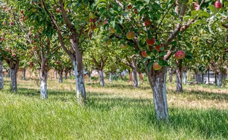 Fruit Trees Not Absorbing Nutrients