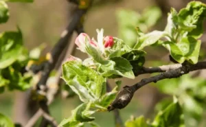 Fruit Trees Not Flowering Due to Light