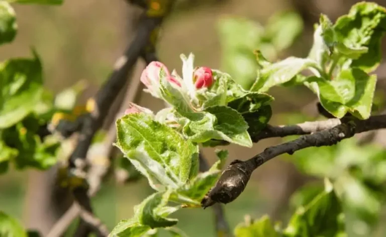 Fruit Trees Not Flowering Due to Light