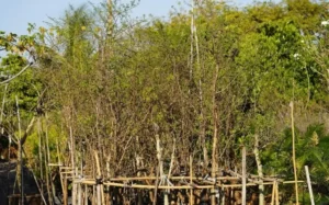 Fruit Trees Not Recovering After Stress